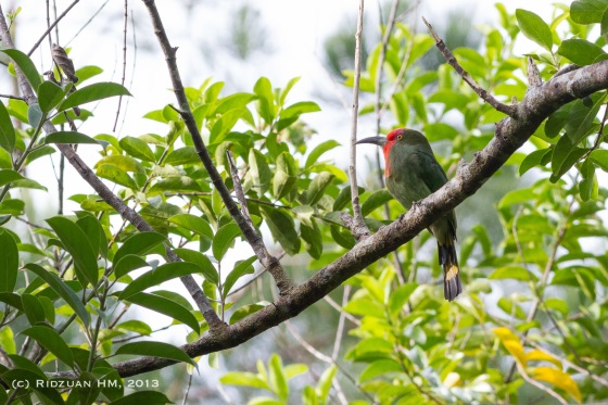Red-Bearded Bee-Eater